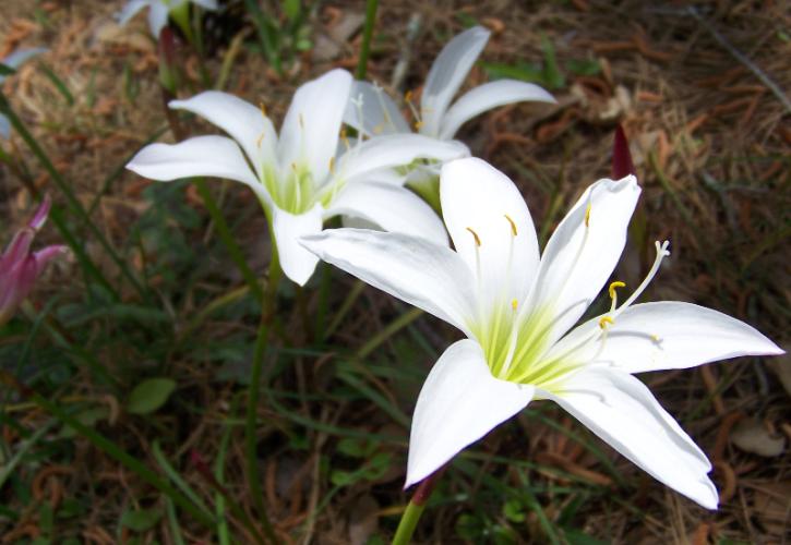 Image of two white lillies amongst the groundcover at suwannee river state park.