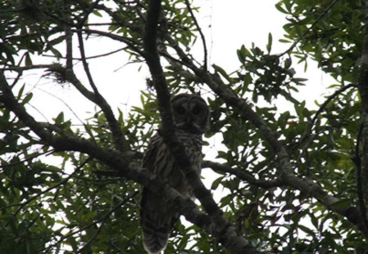 A view of a barred owl in a tree.