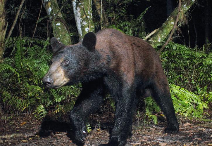 A black bear found in Fakahatchee Strand Preserve State Park.