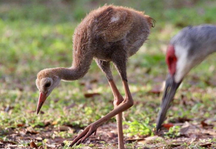 Baby Sandhill Crane at Hontoon Island State Park