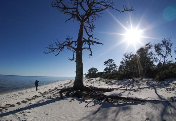 Person walks down white sandy beach past large tree under clear blue skies and large shining sun. 