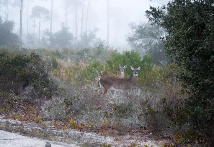 Three white tail deer standing amongst the vegetation on foggy morning.
