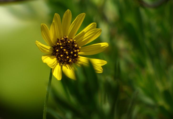A close-up view of a yellow flower.
