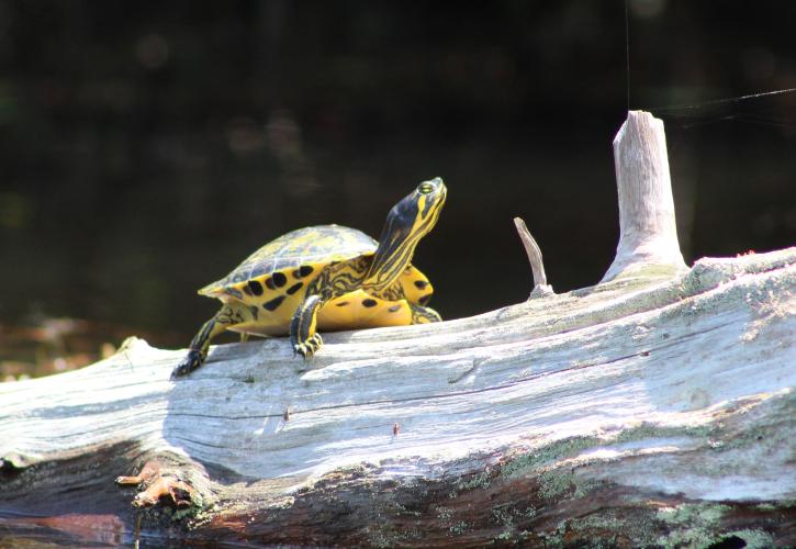 Turtle perched on a log. 