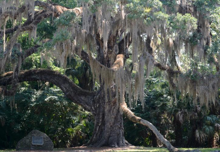 Fairchild Oak Tree at Bulow Creek