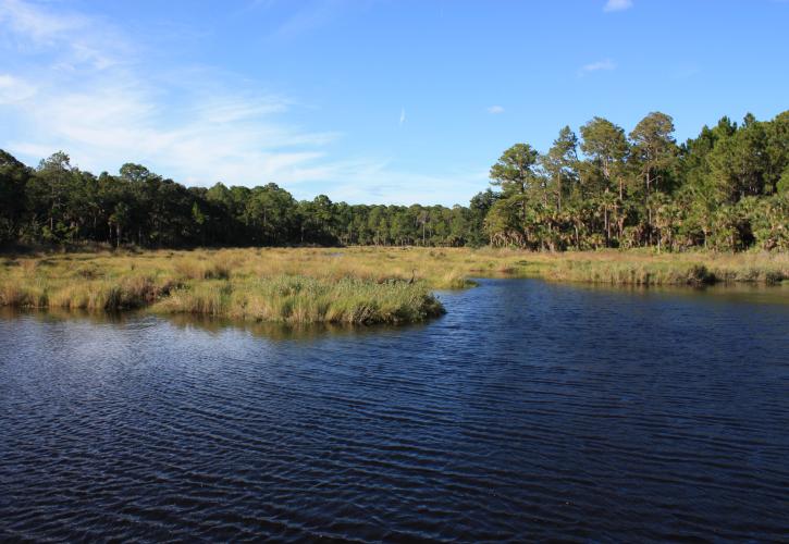 Bulow Creek Marsh