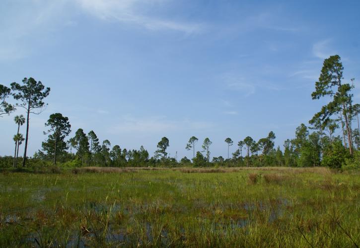 Looking across an open wetland with pine trees on the horizon