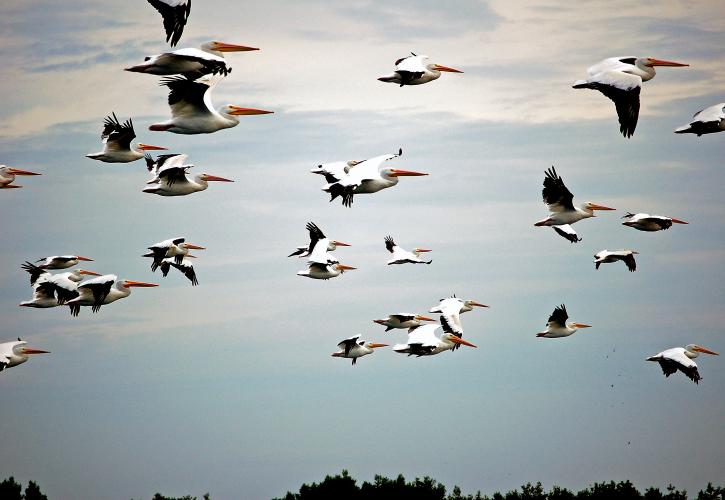 A Group of Pelicans flying in the sky