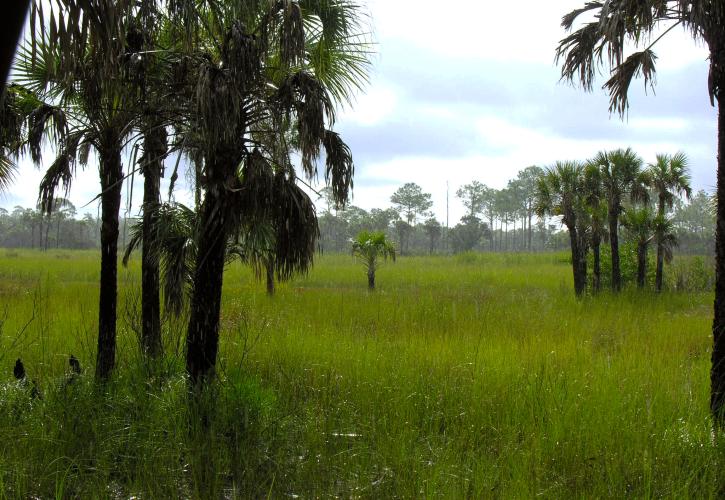 Collier-Seminole State Park