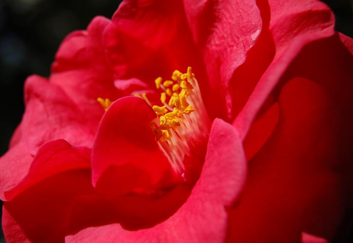 Camellia at Eden Gardens