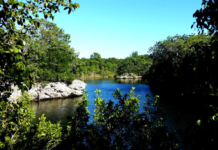 Lake at Dagny Johnson Key Largo Hammock Botanical State Park