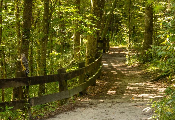 An image of a hawk on the trail in Devil's Millhopper State Park 