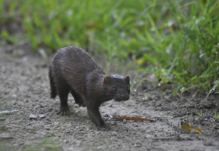 A mink walks along a trail.