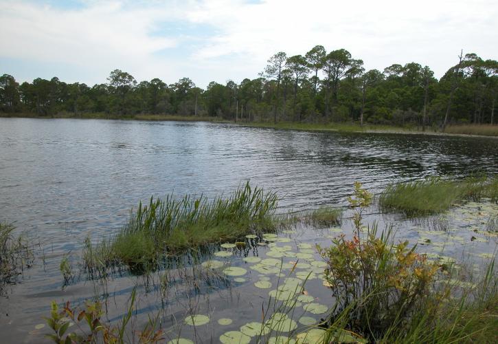 View of Coastal Dune Lake from waters edge. 