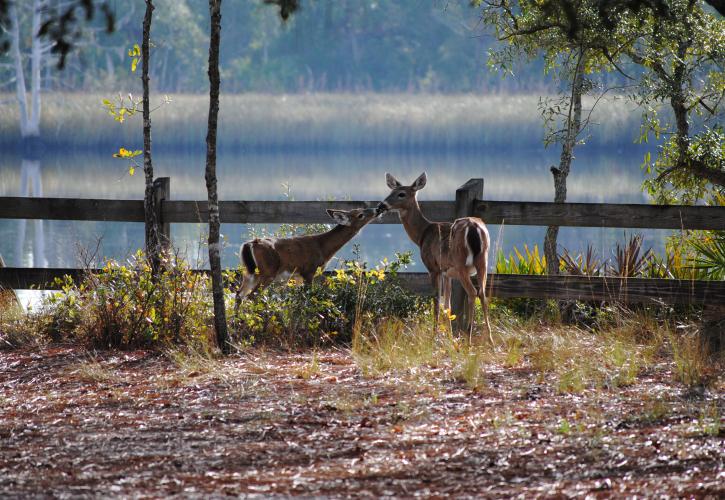 Two whitetail deer nose to nose in front of wooden fence. 