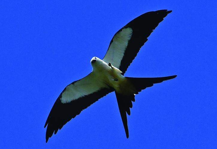 Swallow-tail kite