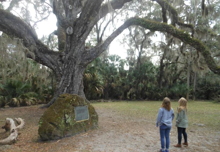 Two women looking up at the Fairchild oak tree