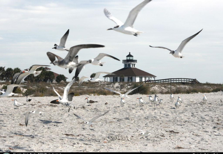 Birds at Gasparilla Island