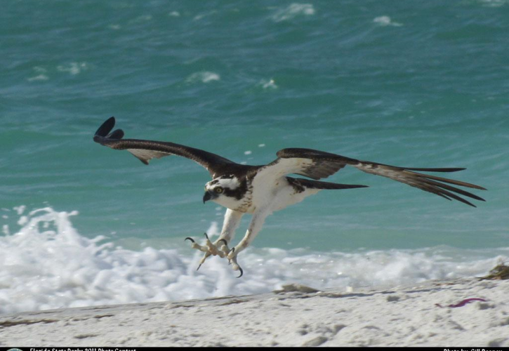 Osprey at Gasparilla Island