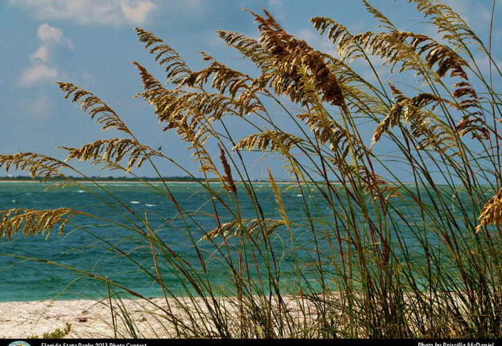 Sea Oats at Gasparilla Island