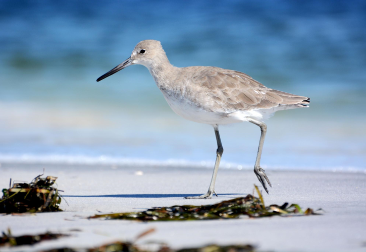 Shorebird at Gasparilla Island