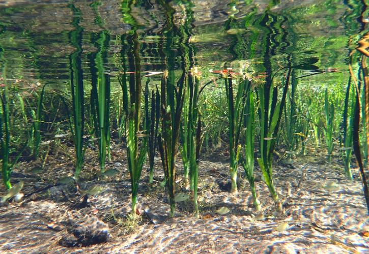 vegetation/grass is seen underneath the water of a spring