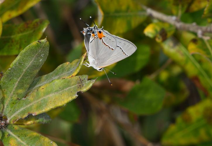 Gray Hairstreak butterfly on plant at Estero Bay Preserve