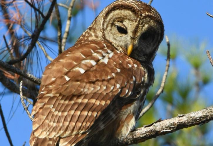 Barred Owl