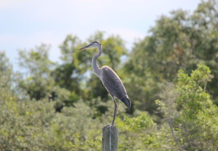 Great Blue Heron sits on a tree with lush green vegetation in the background. 