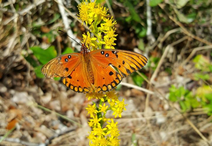 North Peninsula Butterfly