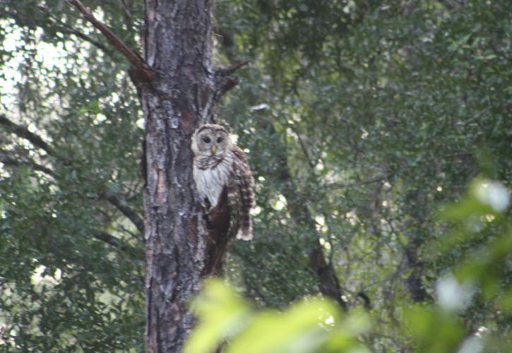 Owl perched in a tree.