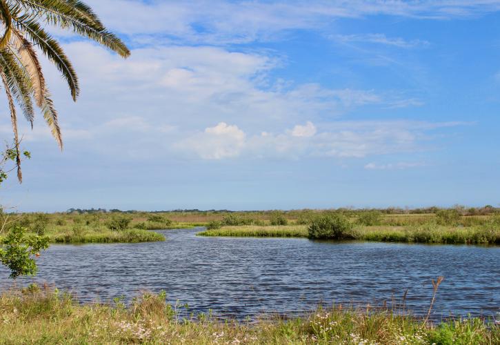 Bulow Creek marsh