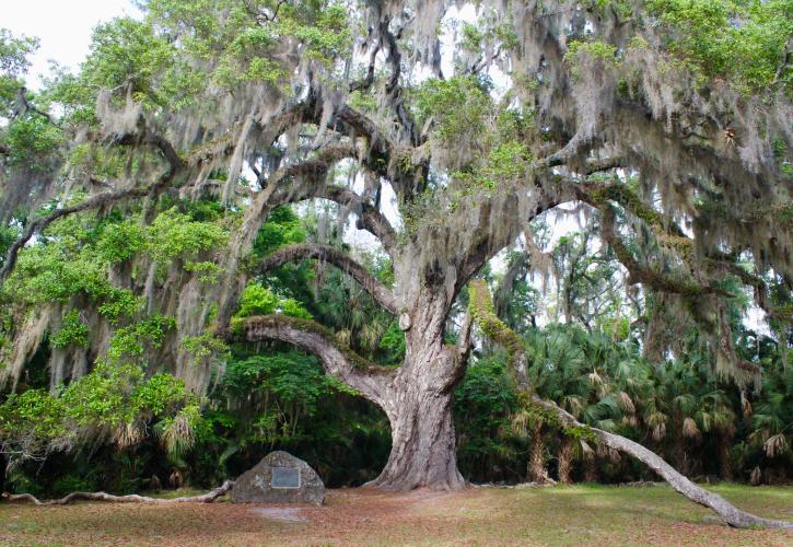 Fairchild Oak at Bulow Creek