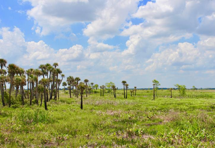 Cabbage palm trees at Kissimmee Prairie