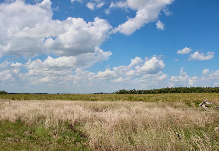 Kissimmee Prairie field with tall grass