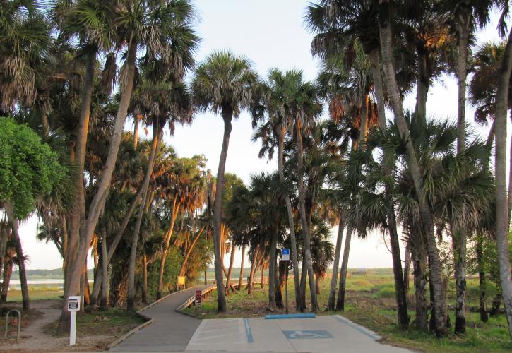 Palm trees frame the entrance to the Birdwalk with orange sunset light illuminating the trees from the right