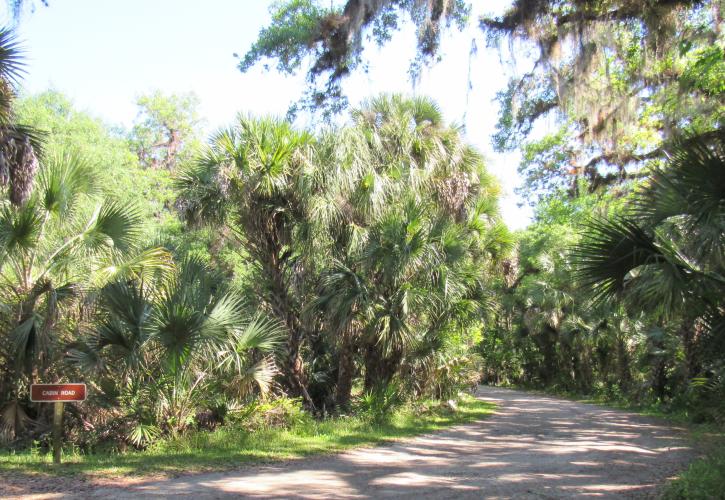 Palmetto and Live Oaks frame the road on which cabins are located
