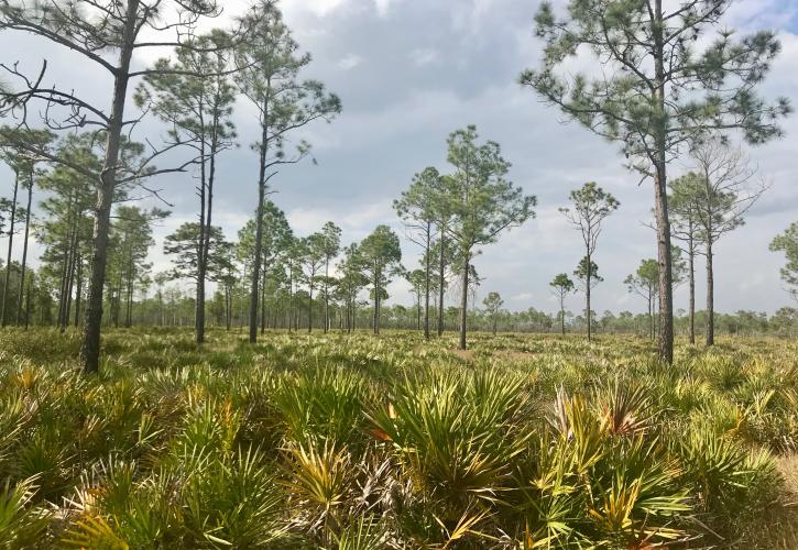 Flatwoods at Catfish Creek