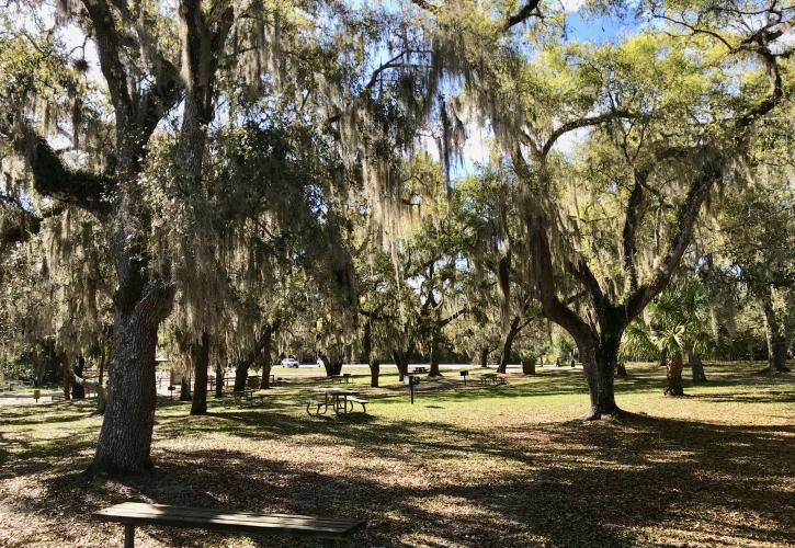 Live Oaks by Picnic Area