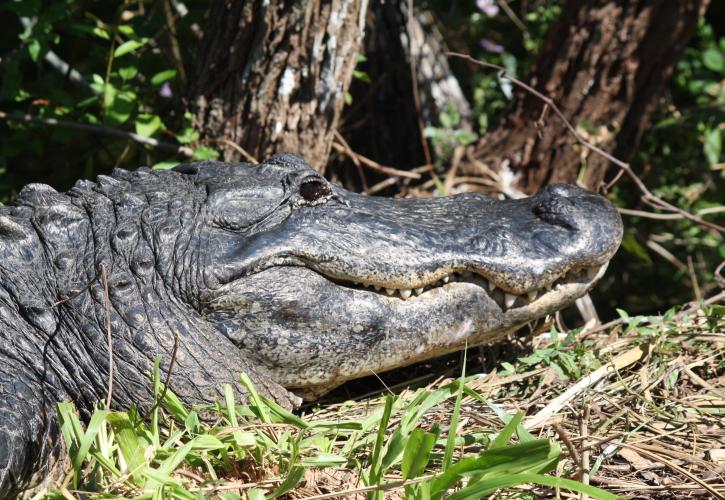A closeup of an alligator in Fakahatchee Strand Preserve State Park.