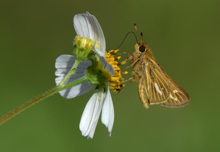 Salt Marsh Skipper at Indian River Lagoon Preserve State Park