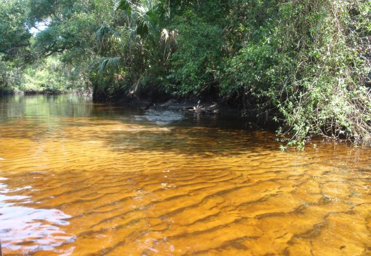 Little Manatee River, Blackwater Stream, Ripples on the river bottom