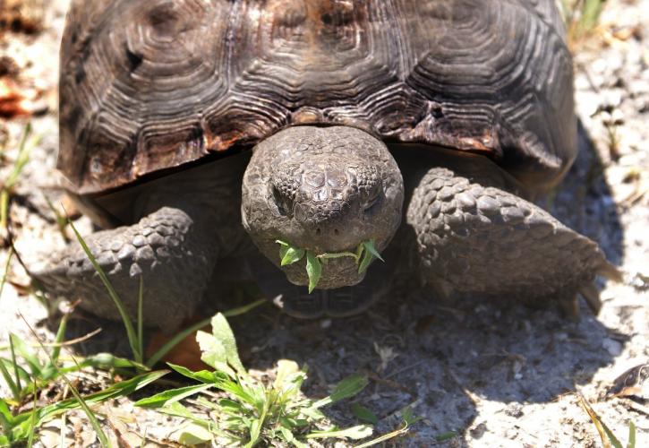 Gopher tortoise with a mouthfull, munching on grass
