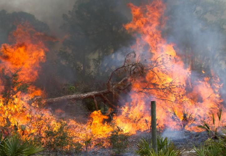 Lake June Flaming Pine Prescribed Burn