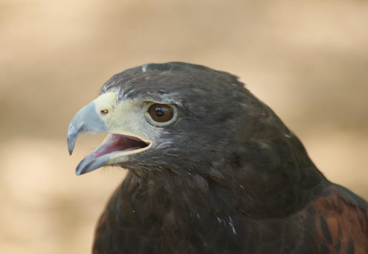 Close up image of hawk.