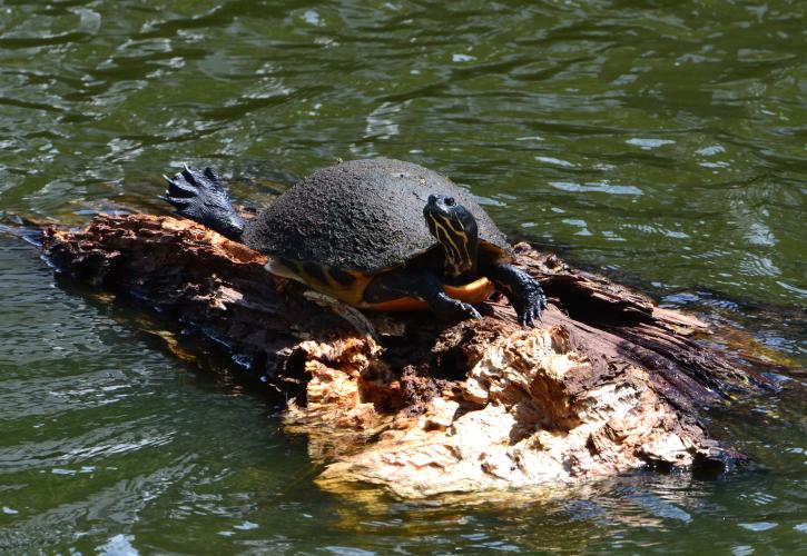 Lake Griffin Turtle