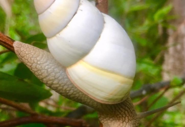 Liguus Tree Snail 