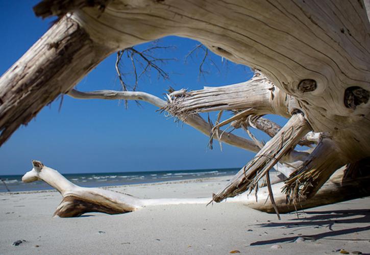 Pieces of driftwood lie partially submerged by the sand in a row along the beach.