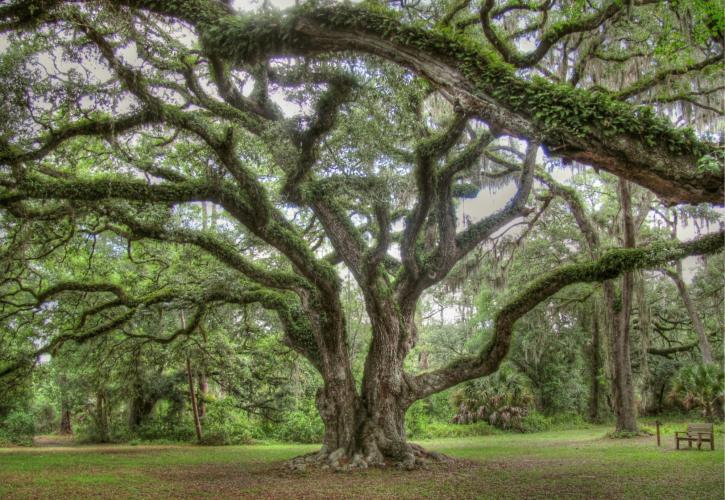 Majestic Oak at Dade Battlefield