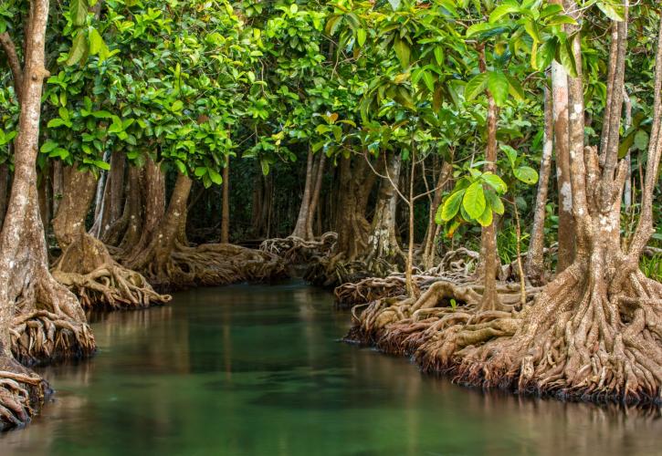 Mangrove trees in the water